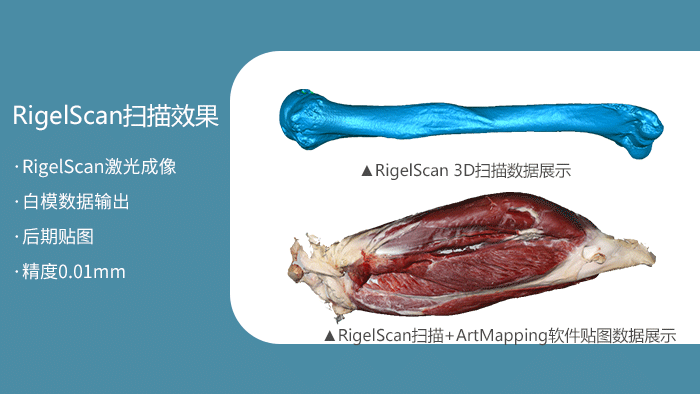 ▲RigelScan掃描+ArtMapping軟件貼圖數(shù)據(jù)展示