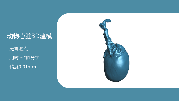 動(dòng)物心臟三維掃描建模