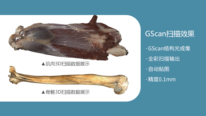 GScan全彩3D掃描骨骼建模