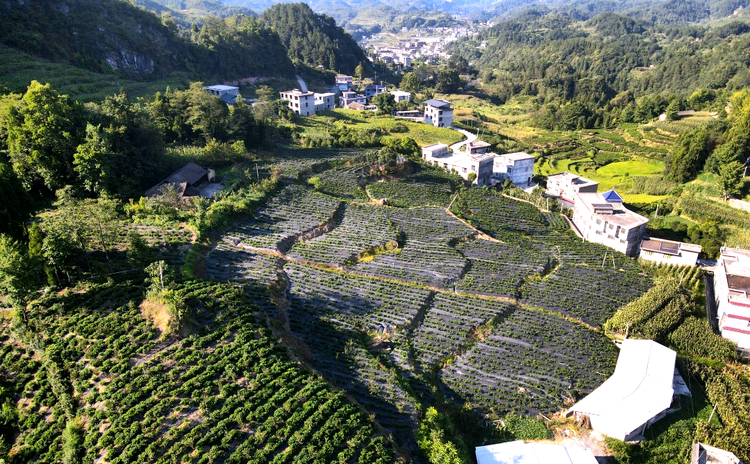 中觀助力武大學子開拓新農業(yè)態(tài)，全國特等獎喜+1